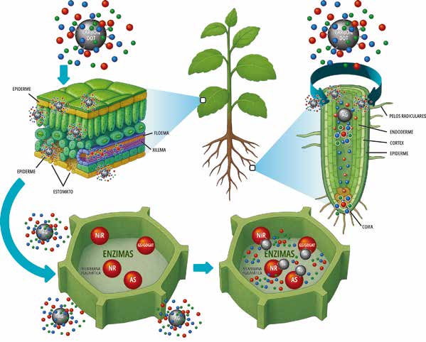 Ação da tecnologia C-Dot Drive®