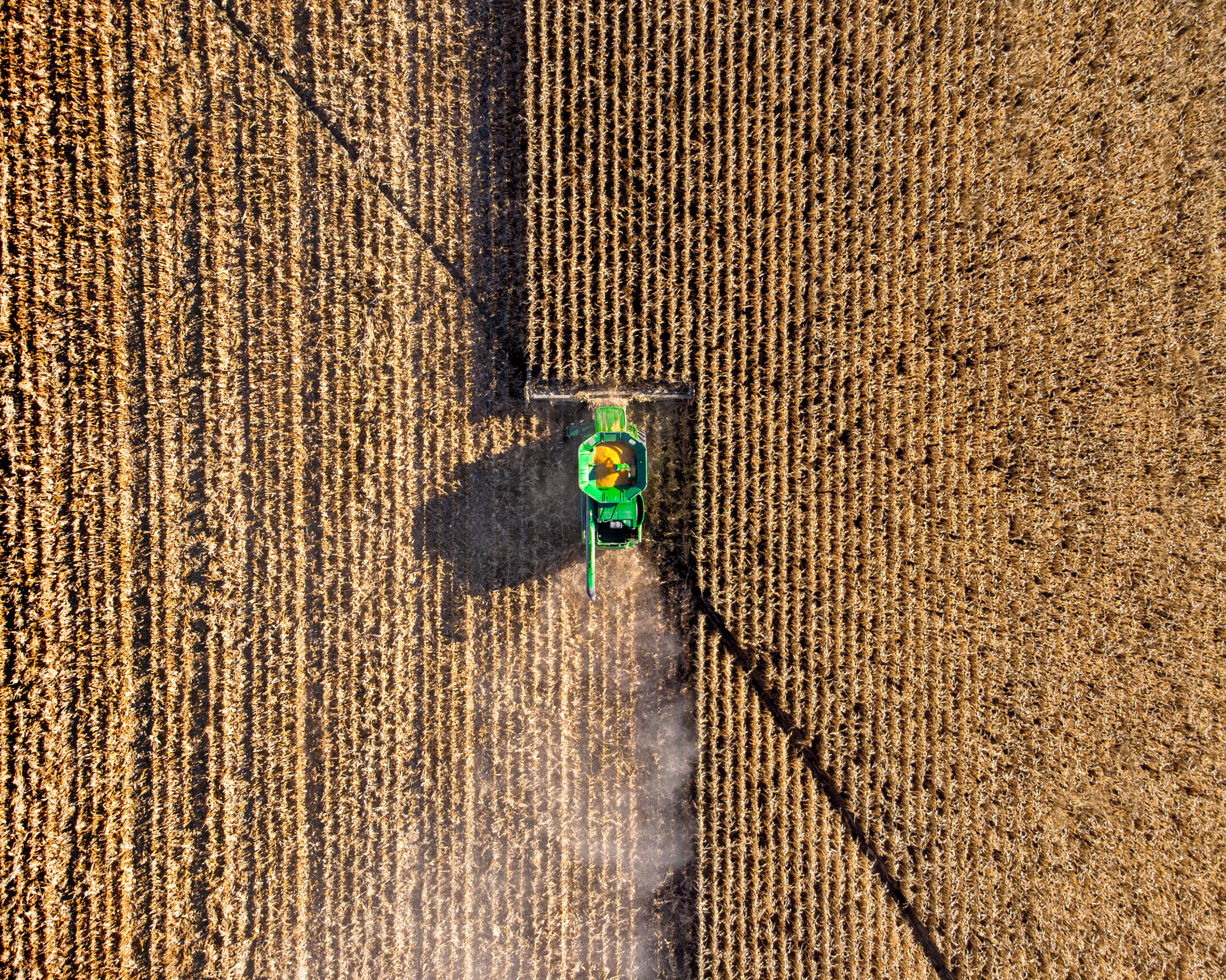 Campo agrícola