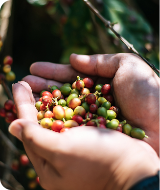 Produtividade de Café com Tipologia da Argila