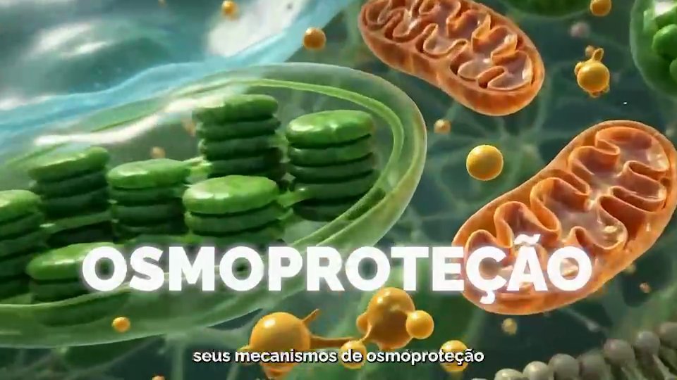 VacStress na prática